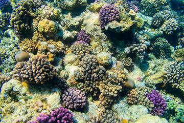 Naklejka na ściany i meble Coral reef in the Red sea in Ras Mohammed national park, Sinai peninsula in Egypt