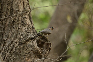 Brahminy myna or brahminy starling, Bhondsi, Gurgaon.