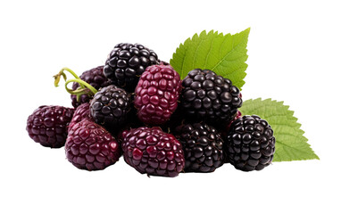 A bunch of blackberries with leaves on a white background