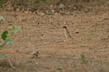 Brahminy myna or brahminy starling, Bhondsi, Gurgaon.