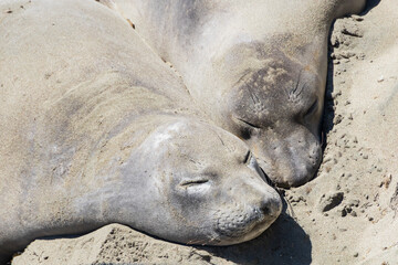 Obraz premium Elephant seals laying on a sand beach 