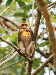 Fototapeta premium Cambodian monkey in tree on Bokor mountain near Kampot, Cambodia