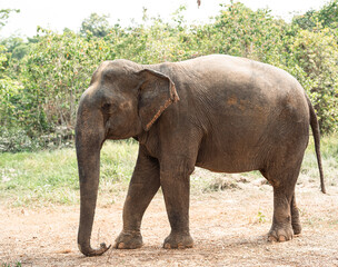 Fototapeta premium Asian elephants in natural habitat in Cambodia during daytime