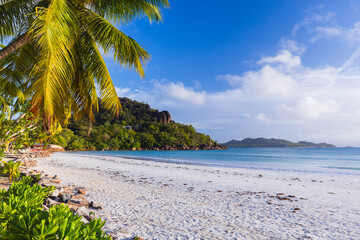 Coastal view with palm trees and white sand under blue sky