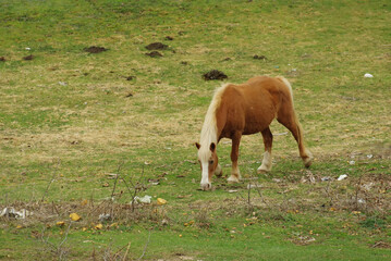 Horse grazing rummages in the grass