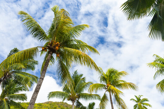 Coconut palm trees with yellow fruits are under blue cloudy sky on a sunny day