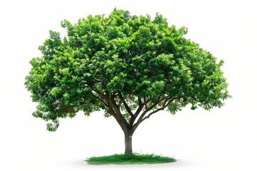 Fototapeta na wymiar Lush Green Tree with Dense Foliage Isolated on White Background, Nature Concept
