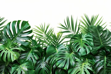 Lush green palm leaves creating a tropical border, isolated on white for versatile design applications