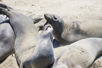 Elephant seals laying on a sand beach

