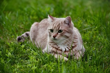 Naklejka na ściany i meble British Shorthair cat enjoys leisurely day on lush green grass