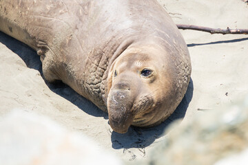 Elephant seal laying on a sand beach