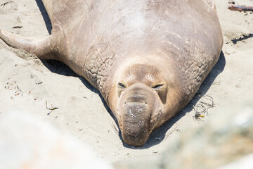 Elephant seal laying on a sand beach