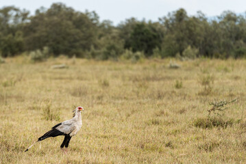 Sagittarius serpentarius in Kenya