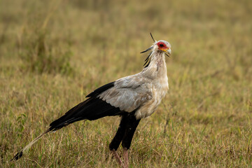 Sagittarius serpentarius in Kenya
