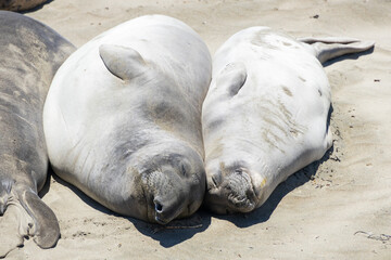 Elephant seals laying on a sand beach
