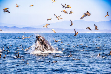 whale and birds