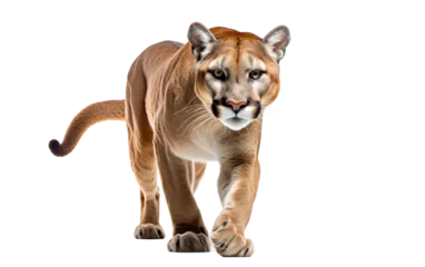 Poster Close-up view of a majestic puma walking gracefully on a white background © FMSTUDIO