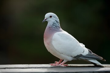 Obraz premium Dove poses gracefully, daytime tranquility captured in pigeon portrait