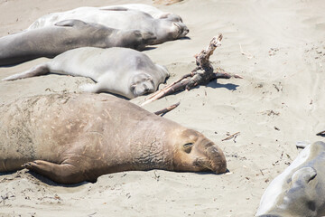 Elephant seals laying on a sand beach
