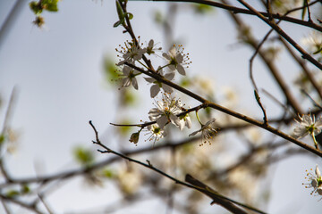 blooming fruit tree
