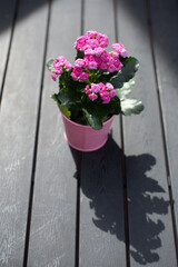 Vibrant pink kalanchoe flowers in a pastel pot held by a person on a sunny day