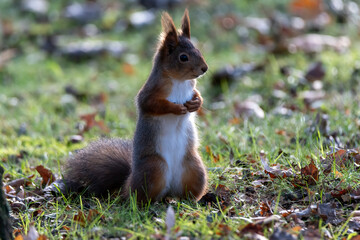 Squirrel sitting on grass and scouting - obrazy, fototapety, plakaty