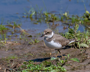 Little Ringed Plover at wetland