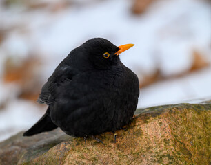 Blackbird standing on rock