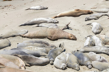 Elephant seals laying on a sand beach
