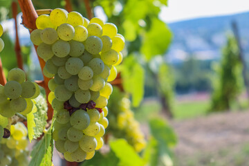 Close up of large white ripe grapes hanging on a branch. Sylvaner Grape farming. Big tasty green...