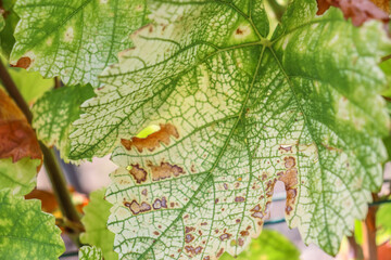 Close up of the ill damaged grape leaf. Detail of the Sick grape leaves in the wine garden on a...