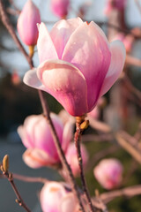 Vertical photo of blooming pink magnolia flowers. Magnolia tree branches blossoming in spring. Macro photo. Close up. Selective focus. Blurred background.