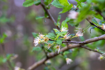 Prunus x cerea 