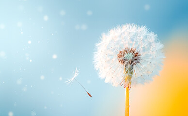Dandelion with blue sky. Spring and summer background, copy space