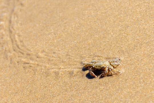 Petit crabe sur la plage