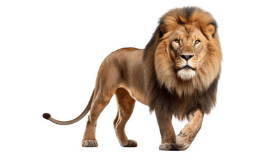 King of the jungle, a lion gracefully walks across a pristine white background