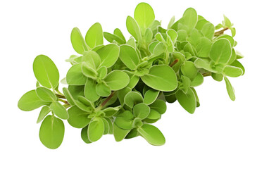 A cluster of vibrant green leaves resting on a clean white surface