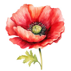 beautiful watercolor poppy flower isolated
