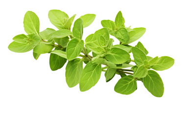 A vibrant cluster of lush green leaves elegantly sprawled across a pure white background