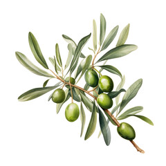 Fototapeta premium Hand drawn watercolor painting of olive branch.
