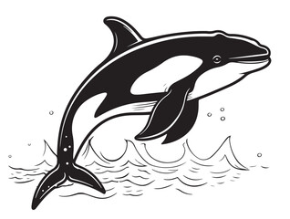 Killer whale sea animal isolated sketch. Grampus vector illustration. Orca or toothed whale, marine predator leaping out of water with curved tail. For logo, greeting card and design.