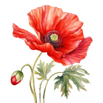 Hand drawn watercolor painting of poppy flower