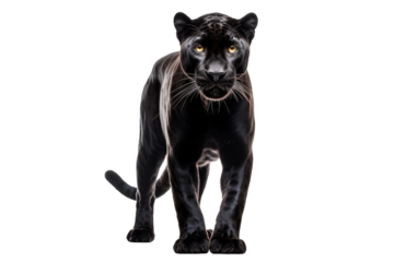 A regal black panther stands proudly in front of a blank white background