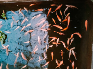 Several goldfish ornamental fish are swimming in a pond