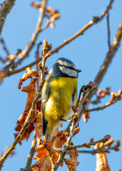 Blue Tit (Cyanistes caeruleus) - Found throughout Europe and parts of Asia