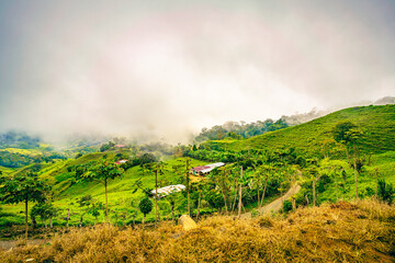 A sweeping view of the fog-kissed, rolling hills of Uvita in Puntarenas Province, Costa Rica, dotted with tropical foliage and rustic dwellings, embodying the serene and fertile landscape of this