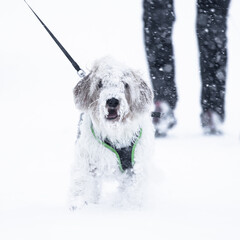 dog in snow - 772574146