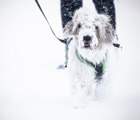 dog in snow - 772574163