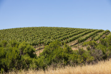 Grapevines on a hillside