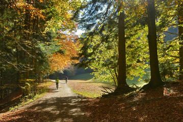 Golden fall sunbeams shine on tourists riding their bicycles along a dirt trail.  Picturesque autumn colours around.